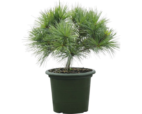 Bonsaï de pin en pot