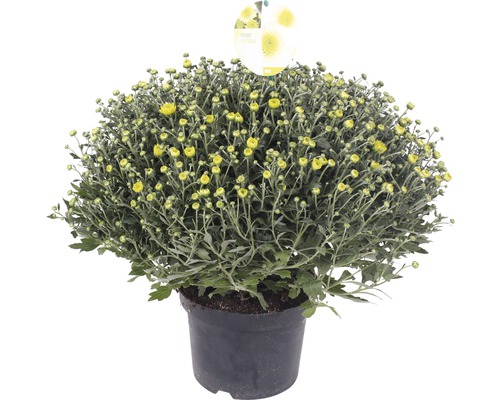 Chrysanthème Chrysanthemum indicum x grandiflorum 'Primo Pistache' pot Ø 19 cm