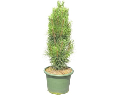 Pin noir en colonne Botanico Pinus nigra 'Green Tower' H 40-60 cm Co 15 L