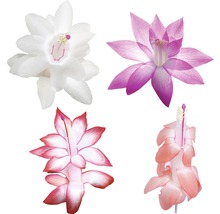 Fleurs de cactus de Noël de différentes couleurs