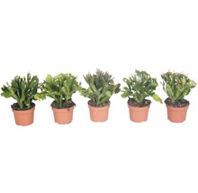 Cinq cactus de Noël en pot