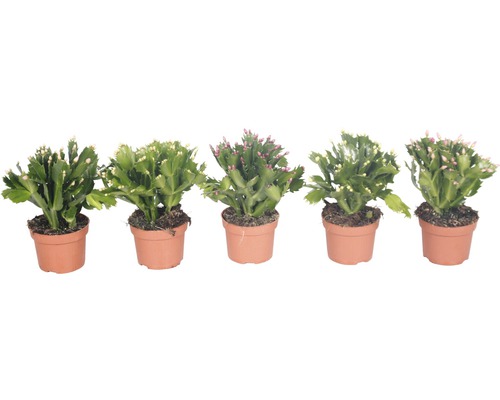 Cinq cactus de Noël en pot