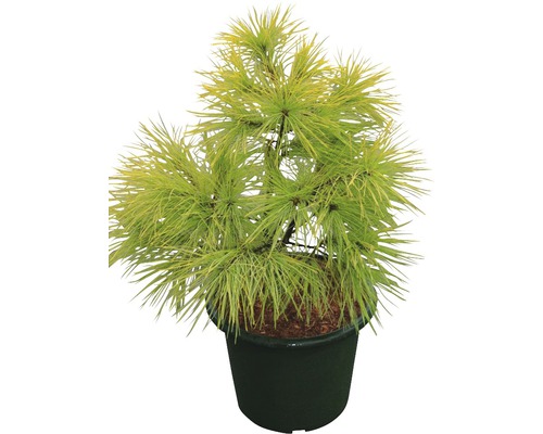 Mélèze jaune en pot pour le jardin