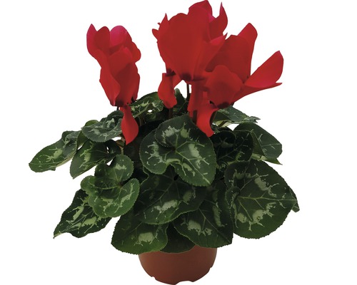 Cyclamen im Topf mit roten Blüten und grünen Blättern