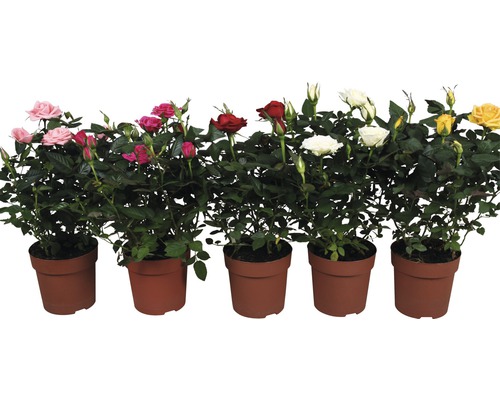 Différentes roses en pot