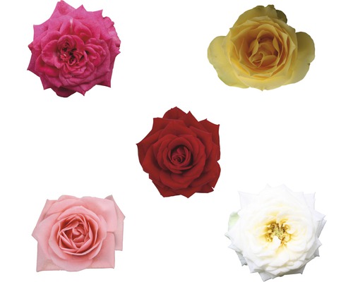 Cinq fleurs de rose dans différentes nuances