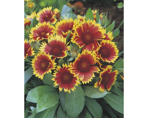 Gro blumige Kokardenblume FloraSelf Gaillardia x grandiflora