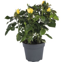 Zimmerrose FloraSelf Rosa Hybride 'Elouise' H 20-25 cm Ø 13 cm Topf gelb-thumb-0