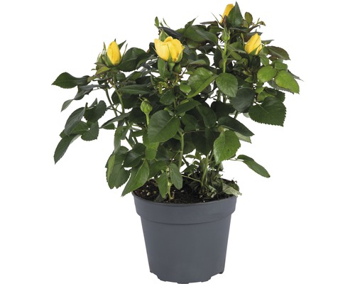 Zimmerrose FloraSelf Rosa Hybride 'Elouise' H 20-25 cm Ø 13 cm Topf gelb-0