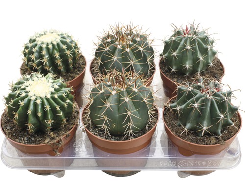 Kaktus FloraSelf Cactus H 15-20 cm Ø 13 cm Topf zufällige Sortenauswahl -  HORNBACH Luxemburg