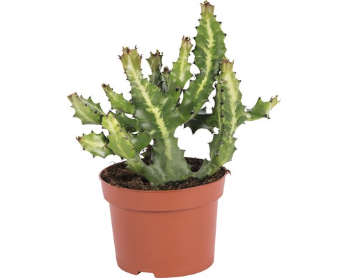 Euphorbe en pot