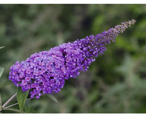 Blütenstand einer Sommerflieder Pflanze