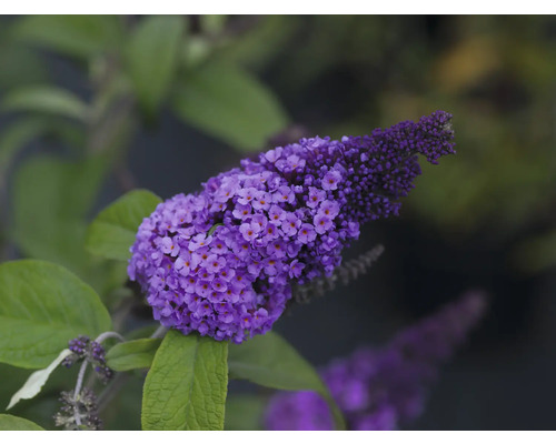 Nahaufnahme einer lila Schmetterlingsfliederblüte mit grünen Blättern