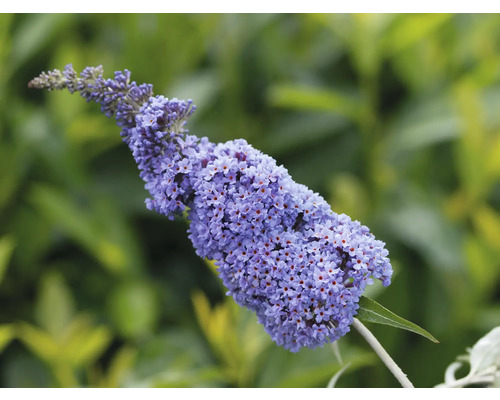 Mélange d'arbre à papillon Buddleja davidii 'Summer Kids ® h 40-60 cm Co 5 l assortiment de couleurs aléatoire