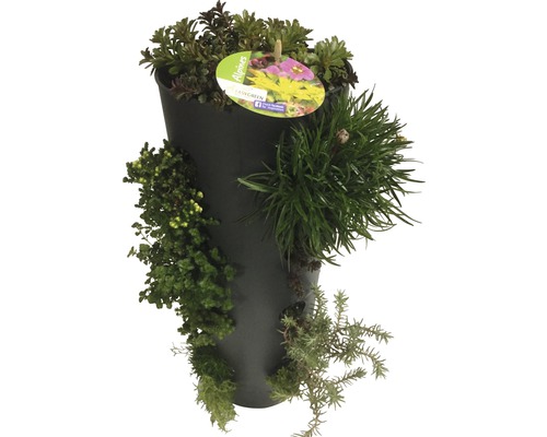 Bepflanzter Pflanztopf mit verschiedenen Alpenpflanzen