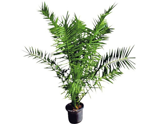 Kübelpflanze Araukarie im Topf