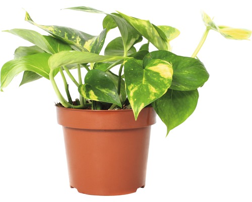 Pothos FloraSelf Scindapsus aureum H 20-30 cm pot de Ø 12 cm