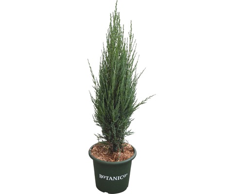 Genévrier bleu des Rocheuses FloraSelf Juniperus scopulorum 'Blue Arrow' H 60-80 cm pot de 6 l