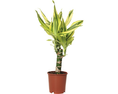 Dragonnier FloraSelf Dracaena fragrans 'Yellow Coast' H 40-50 cm pot de Ø 11 cm Dracéna en pot
