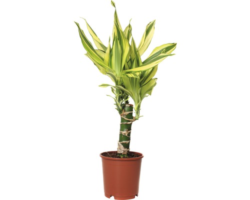 Drachenbaum FloraSelf Dracaena fragrans 'Yellow Coast' H 40-50 cm Ø 11 cm Topf