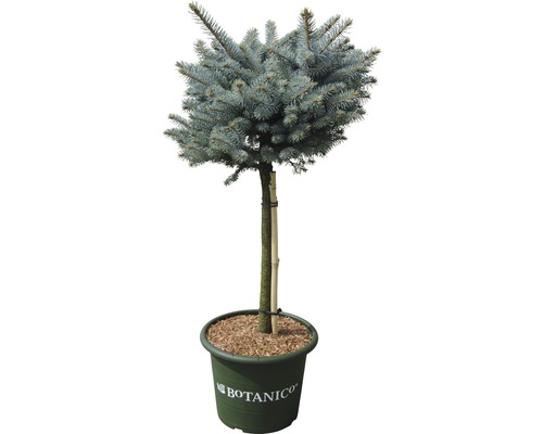 Épicéa bleu FloraSelf Picea pungens 'Glauca Globosa' H 40 cm pot de 10 l-0