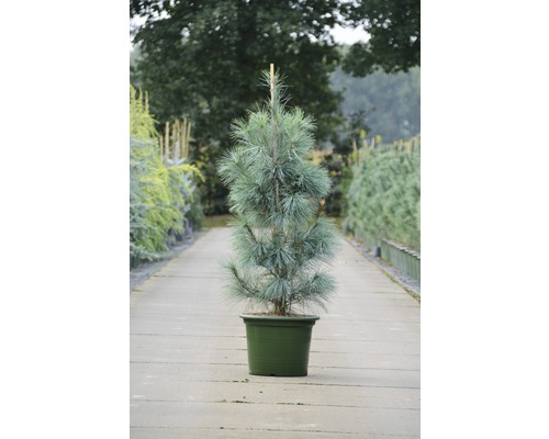 Pin pleureur Botanico Pinus strobus 'Densa Hill' H 80-100 cm Co 15 L