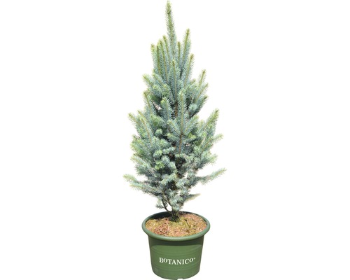 Blaue Stechfichte FloraSelf Picea pungens 'Iseli Fastigiata' H 70-80 cm Co 15 L Blaufichte im Topf