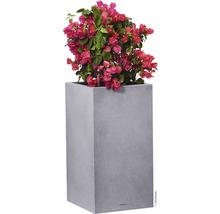 Plante de bougainvillier dans un pot gris