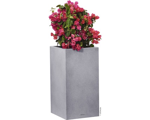 Plante de bougainvillier dans un pot gris