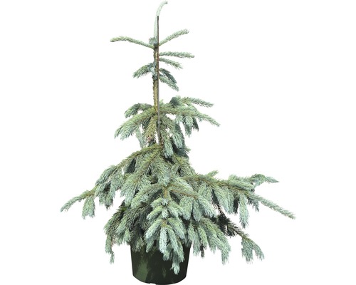 Épicéa d'Engelmann FloraSelf Picea engelmannii 'Glauca' H 80-100 cm pot 15 l Épicéa bleu en pot
