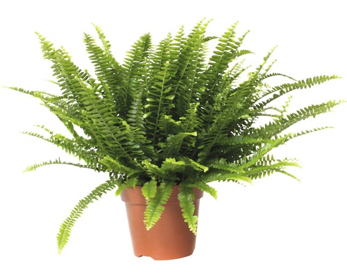 Schwertfarn FloraSelf Nephrolepis exaltata 'Green Lady' H 40-50 cm Ø 17 cm Topf Gréng Schwertfarn am Dëppen