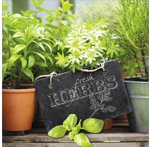 Glasbild Fresh Herbs 20x20 cm GLA1051