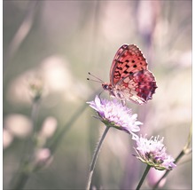 Schmetterling sitzt auf einer Blüte