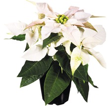 Poinsettia avec bractées blanches en pot