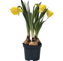 Narcisse jaune, narcisse trompette FloraSelf Narcissus pseudonarcissus 'Kiss Me' pot Ø 9 cm-thumb-0