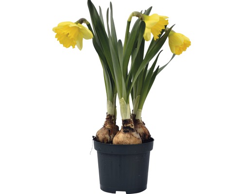 Narcisse jaune, narcisse trompette FloraSelf Narcissus pseudonarcissus 'Kiss Me' pot Ø 9 cm