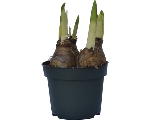 Bulbes de fleurs dans un pot