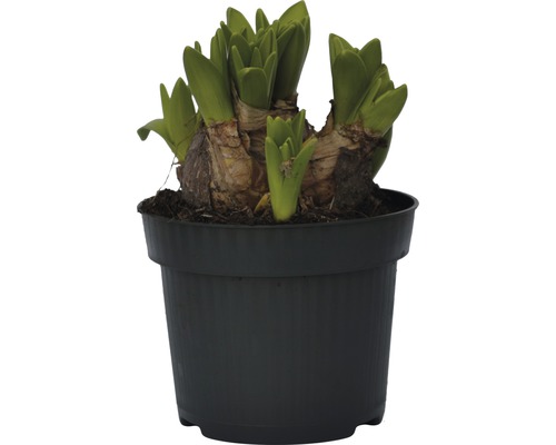 Jacinthe en pot avec des pousses