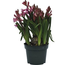 Jacinthe en pot