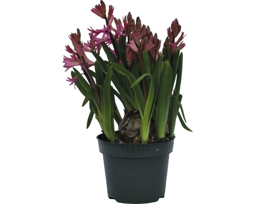 Jacinthe en pot