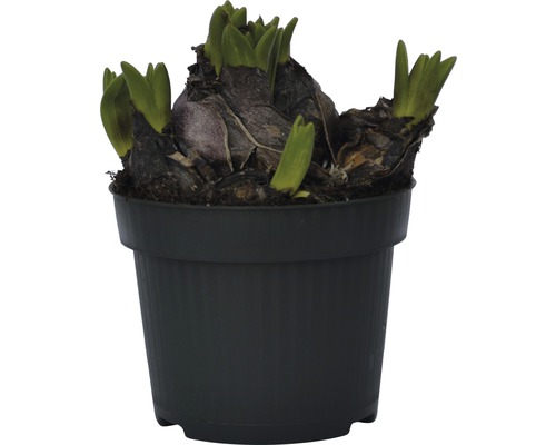 Jacinthe en pot avec des pousses vertes
