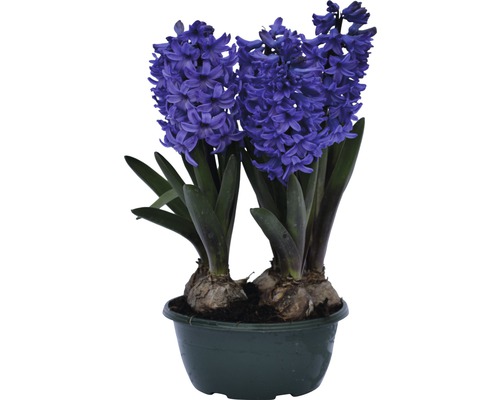Jacinthes en pot