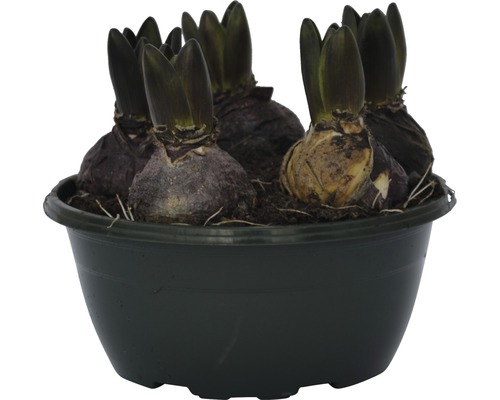 Bulbes de jacinthe dans un pot