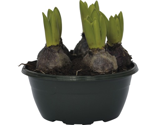 Bulbes de jacinthe dans un pot
