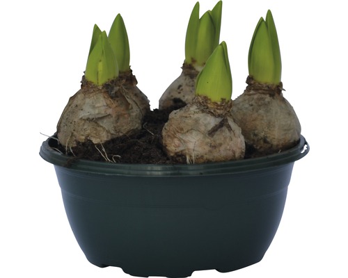 Bulbes de fleurs dans un pot
