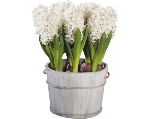 Jacinthes dans un seau décoratif