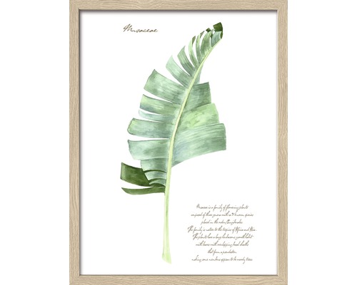 Tableau Green Plant Leaf II 33x43 cm