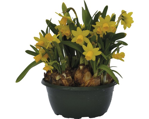 Narcisse jaune, narcisse trompette FloraSelf Narcissus pseudonarcissus 'Tête à Tête' pot Ø 16 cm-0