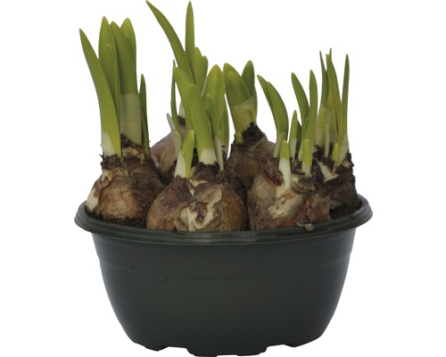 Bulbes de jonquilles dans un pot
