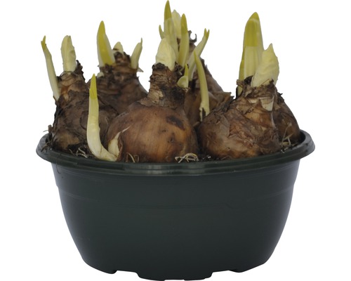 Bulbes de narcisses dans un pot